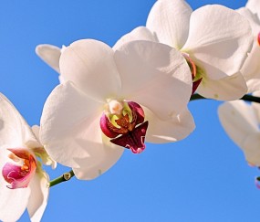 验孕棒放进去立马就有结果准确吗（验孕棒5秒就一条线了）
